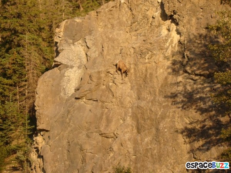 Illustration de l'article : 10 chèvres de montagne qui n’ont rien à envier à Spiderman
