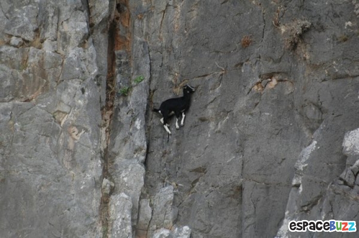 Illustration de l'article : 10 chèvres de montagne qui n’ont rien à envier à Spiderman