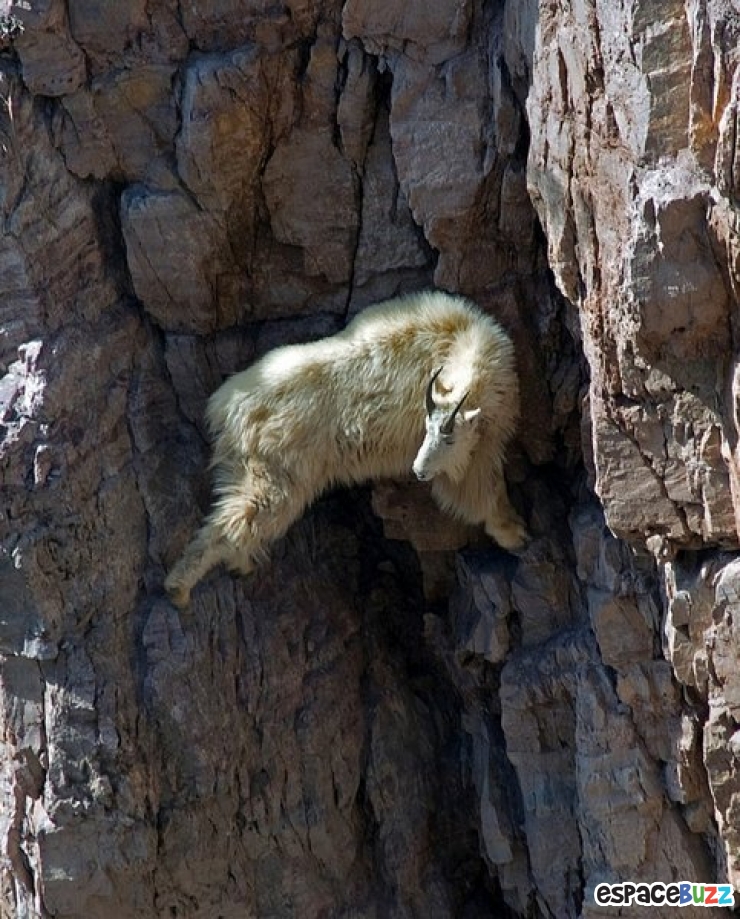 Illustration de l'article : 10 chèvres de montagne qui n’ont rien à envier à Spiderman
