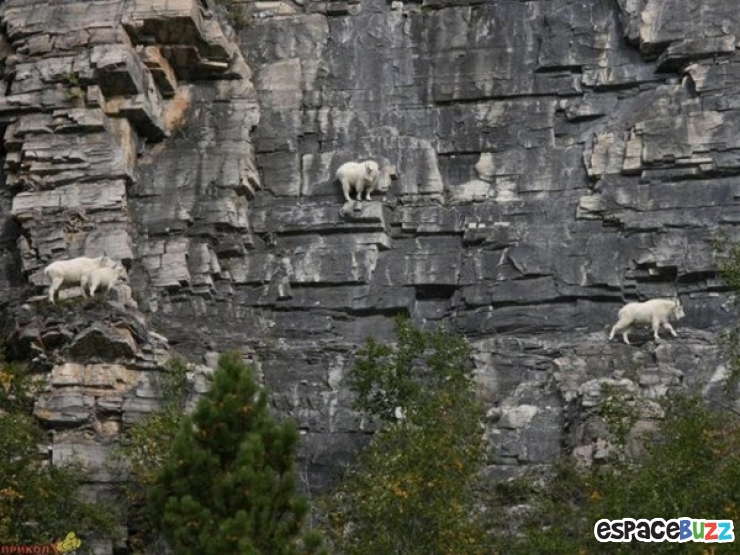 Illustration de l'article : 10 chèvres de montagne qui n’ont rien à envier à Spiderman