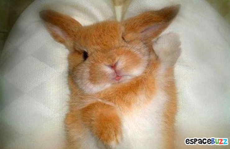 Illustration de l'article : Top 8 des animaux en mode « Salut »