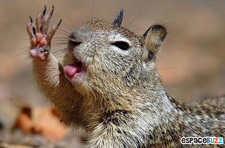 Illustration de l'article : Top 8 des animaux en mode « Salut »