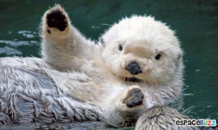 Illustration de l'article : Top 8 des animaux en mode « Salut »