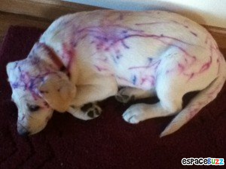 Illustration de l'article : 15 photos qui pourraient vous dissuader d'avoir des enfants... ou pas