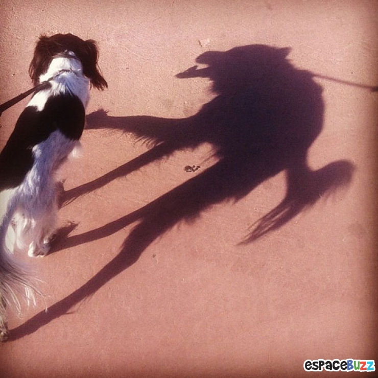 Illustration de l'article : Top 10 des photos d&rsquo;ombres compl&egrave;tement diff&eacute;rentes de la r&eacute;alit&eacute;