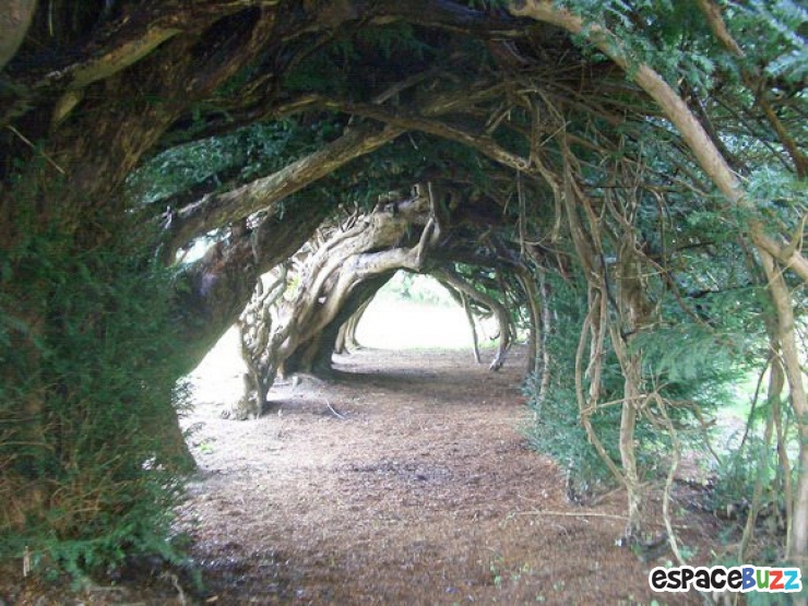 Illustration de l'article : 10 somptueux tunnels b&acirc;tis par Dame Nature