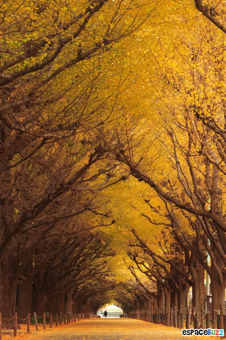 Illustration de l'article : 10 somptueux tunnels b&acirc;tis par Dame Nature