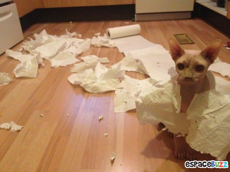 Illustration de l'article : Top 10 des chats les plus imperturbables