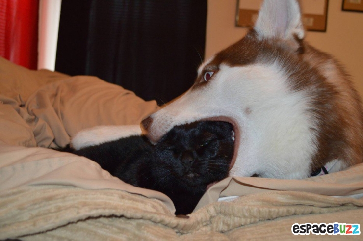 Illustration de l'article : Top 10 des chats les plus imperturbables