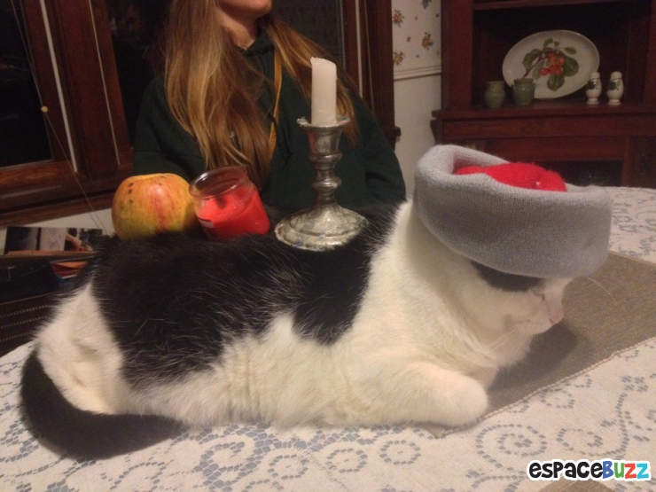 Illustration de l'article : Top 10 des chats les plus imperturbables