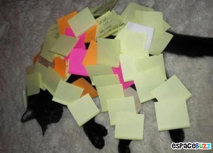 Illustration de l'article : Top 10 des chats les plus imperturbables