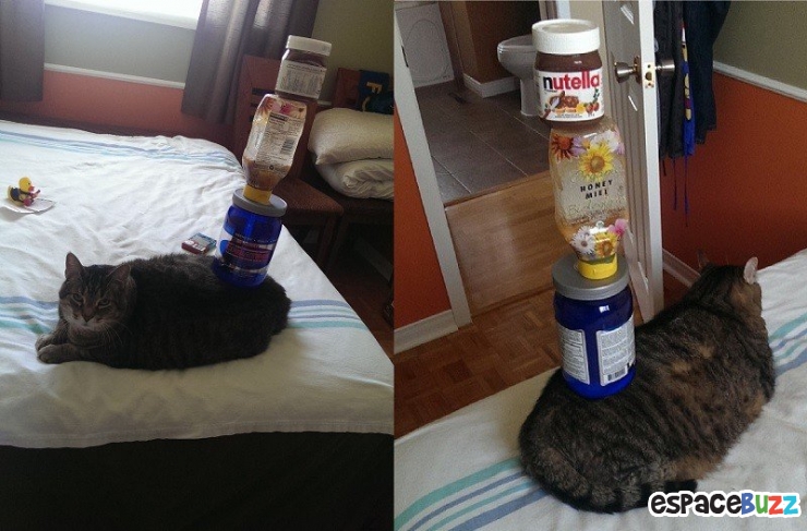 Illustration de l'article : Top 10 des chats les plus imperturbables