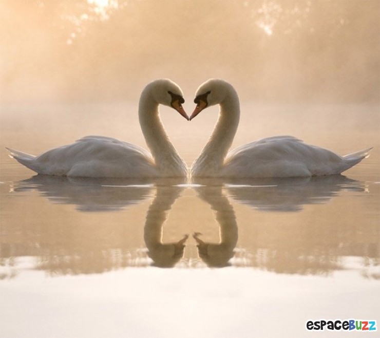 Illustration de l'article : 12 superbes photos de tendres échanges entre animaux