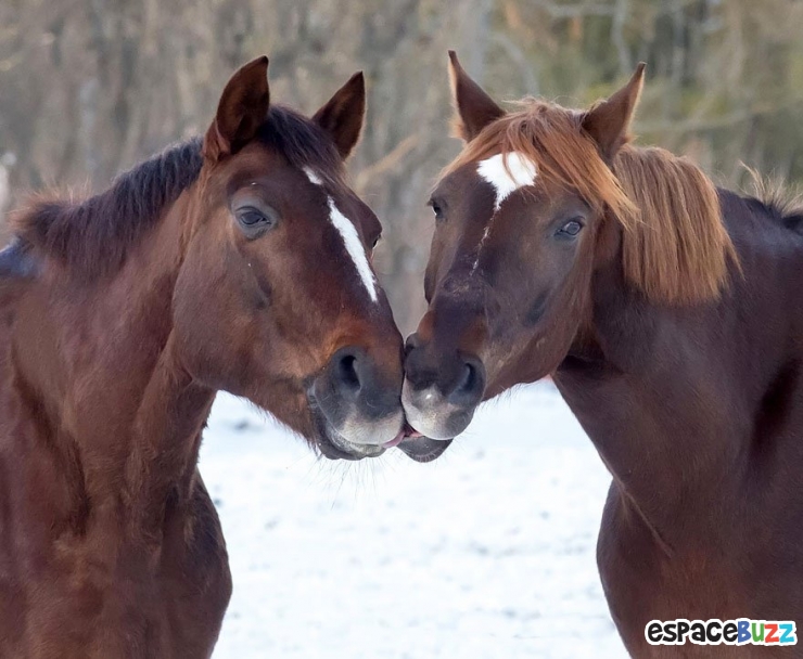 Illustration de l'article : 12 superbes photos de tendres échanges entre animaux