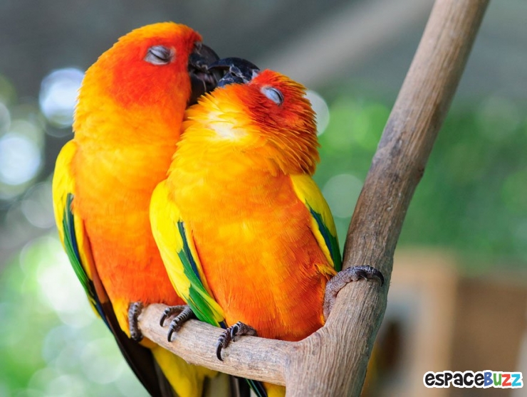 Illustration de l'article : 12 superbes photos de tendres échanges entre animaux