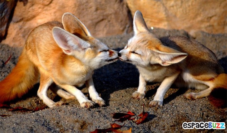 Illustration de l'article : 12 superbes photos de tendres échanges entre animaux