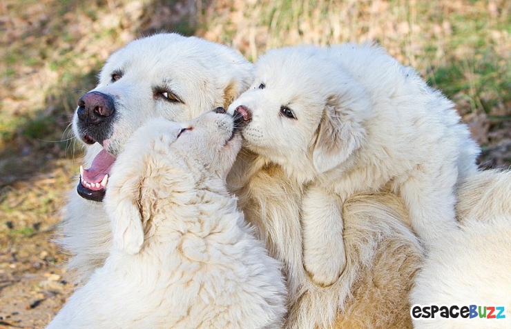 Illustration de l'article : 12 superbes photos de tendres échanges entre animaux