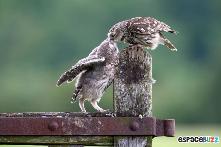Illustration de l'article : 12 superbes photos de tendres échanges entre animaux