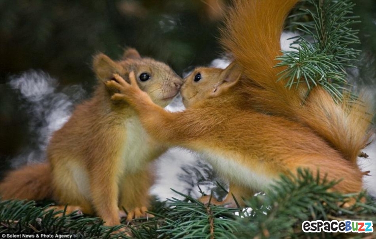 Illustration de l'article : 12 superbes photos de tendres échanges entre animaux