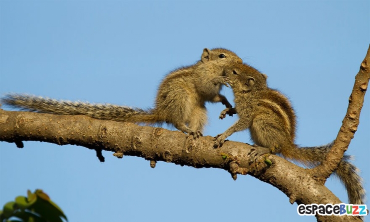 Illustration de l'article : 12 superbes photos de tendres échanges entre animaux