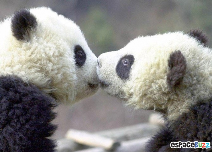 Illustration de l'article : 12 superbes photos de tendres échanges entre animaux