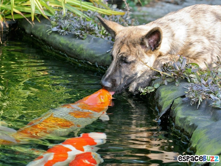 Illustration de l'article : 12 superbes photos de tendres échanges entre animaux