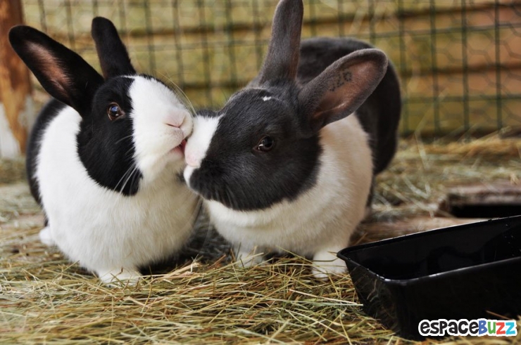 Illustration de l'article : 12 superbes photos de tendres échanges entre animaux