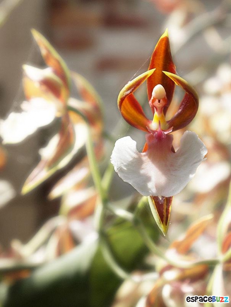 Illustration de l'article : Top 10 des fleurs de formes bizarres 