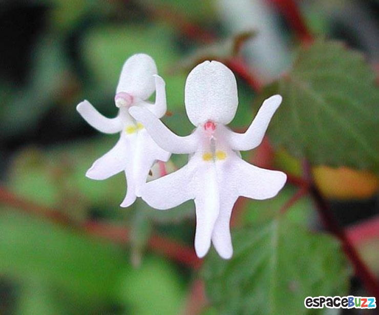 Illustration de l'article : Top 10 des fleurs de formes bizarres 