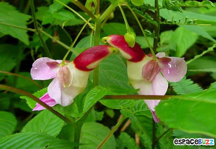 Illustration de l'article : Top 10 des fleurs de formes bizarres 