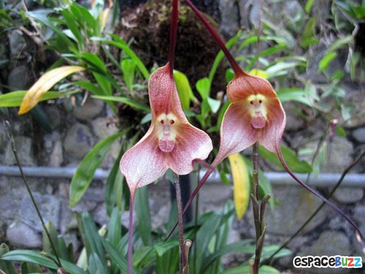 Illustration de l'article : Top 10 des fleurs de formes bizarres 