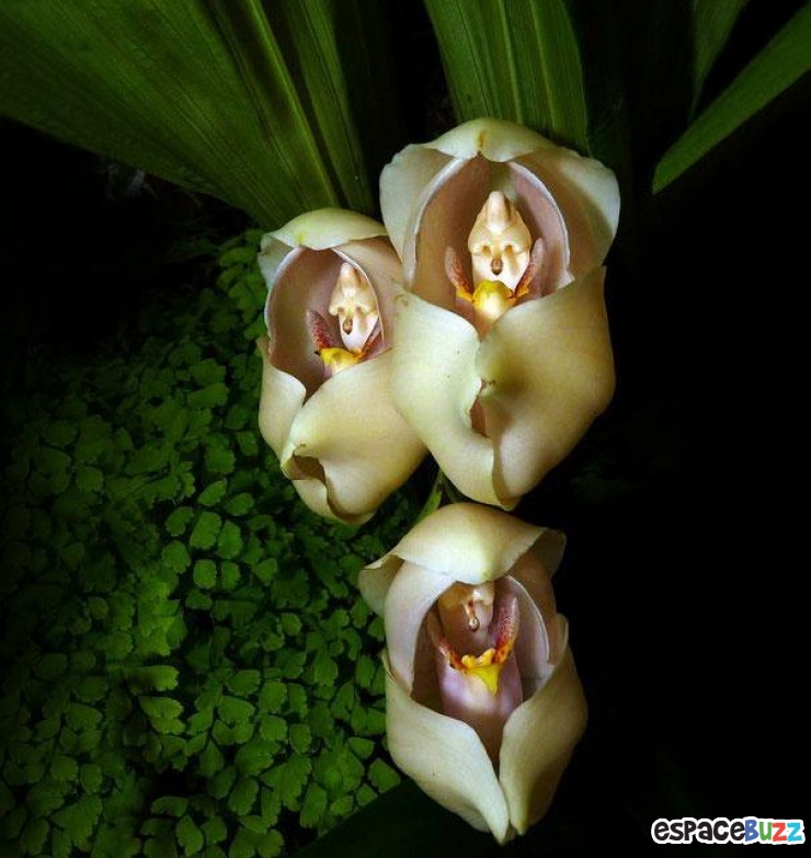 Illustration de l'article : Top 10 des fleurs de formes bizarres 