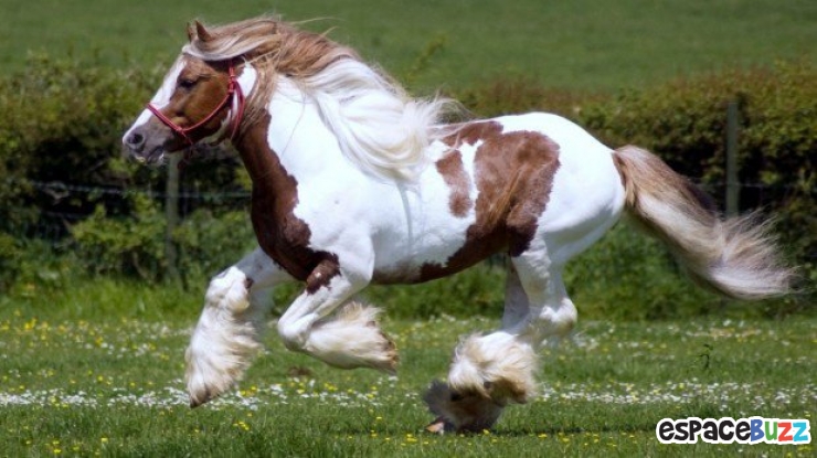 Illustration de l'article : Top 10 des plus belles crinières de chevaux