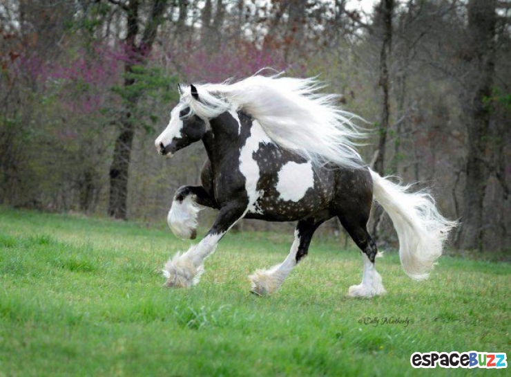 Illustration de l'article : Top 10 des plus belles crinières de chevaux