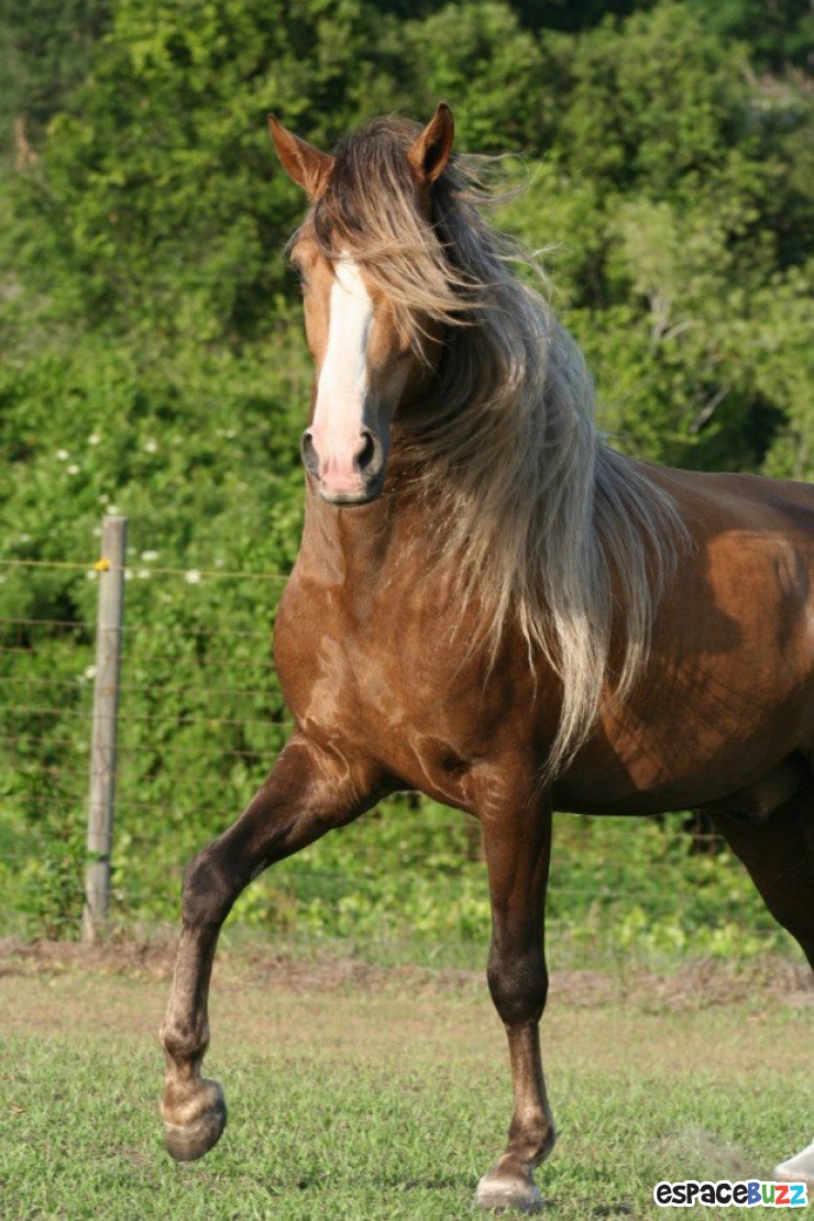 Illustration de l'article : Top 10 des plus belles crinières de chevaux