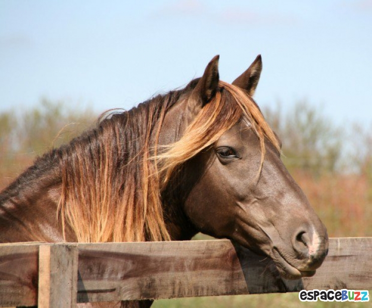 Illustration de l'article : Top 10 des plus belles crinières de chevaux