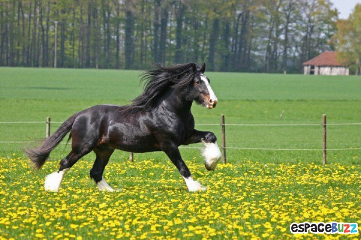 Illustration de l'article : Top 10 des plus belles crinières de chevaux