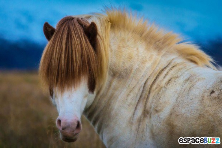 Illustration de l'article : Top 10 des plus belles crinières de chevaux