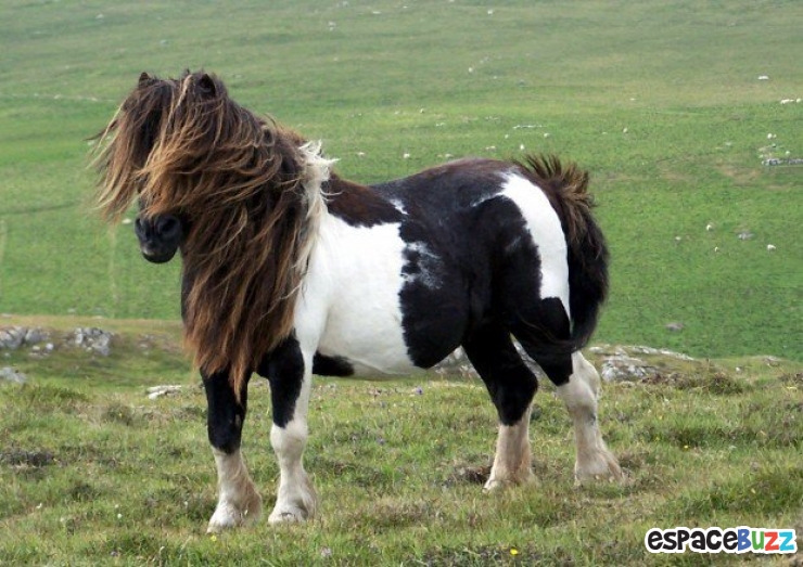 Illustration de l'article : Top 10 des plus belles crinières de chevaux