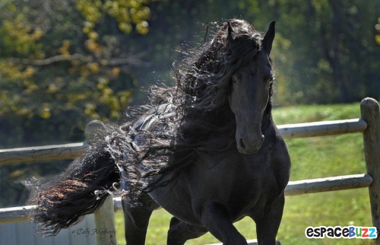 Illustration de l'article : Top 10 des plus belles crinières de chevaux