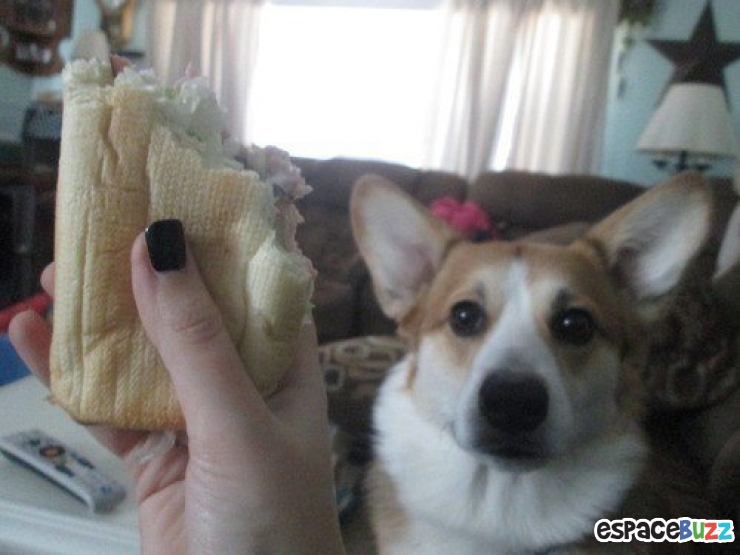 Illustration de l'article : 14 photos de chiens qui vous feront craquer