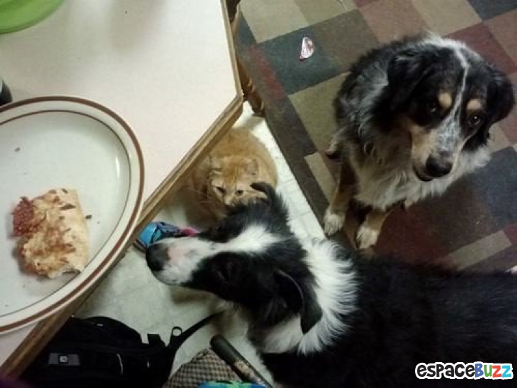 Illustration de l'article : 14 photos de chiens qui vous feront craquer