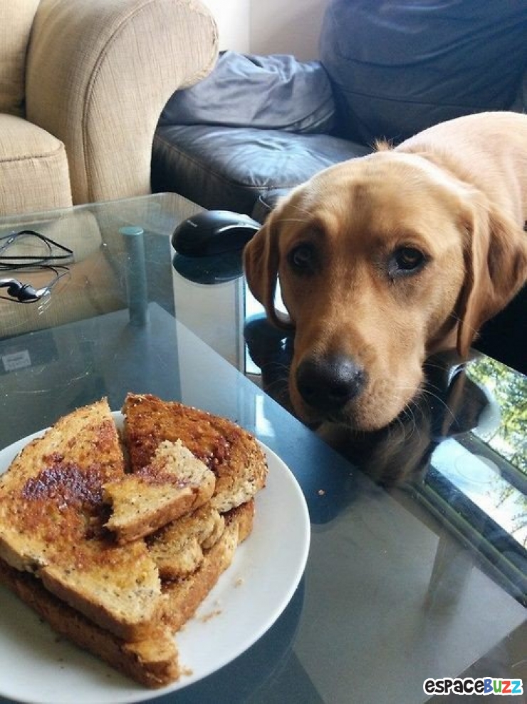 Illustration de l'article : 14 photos de chiens qui vous feront craquer