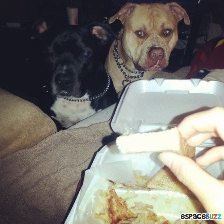 Illustration de l'article : 14 photos de chiens qui vous feront craquer