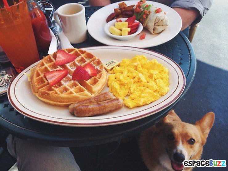 Illustration de l'article : 14 photos de chiens qui vous feront craquer