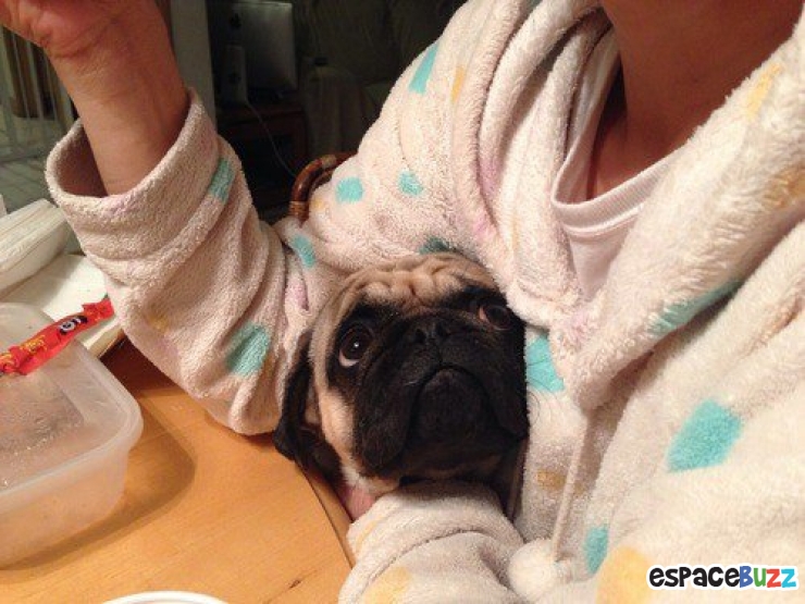 Illustration de l'article : 14 photos de chiens qui vous feront craquer