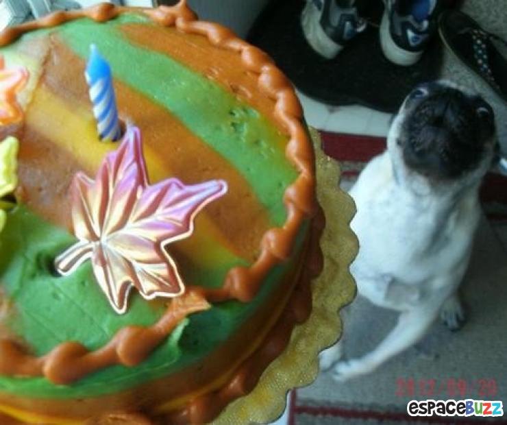 Illustration de l'article : 14 photos de chiens qui vous feront craquer