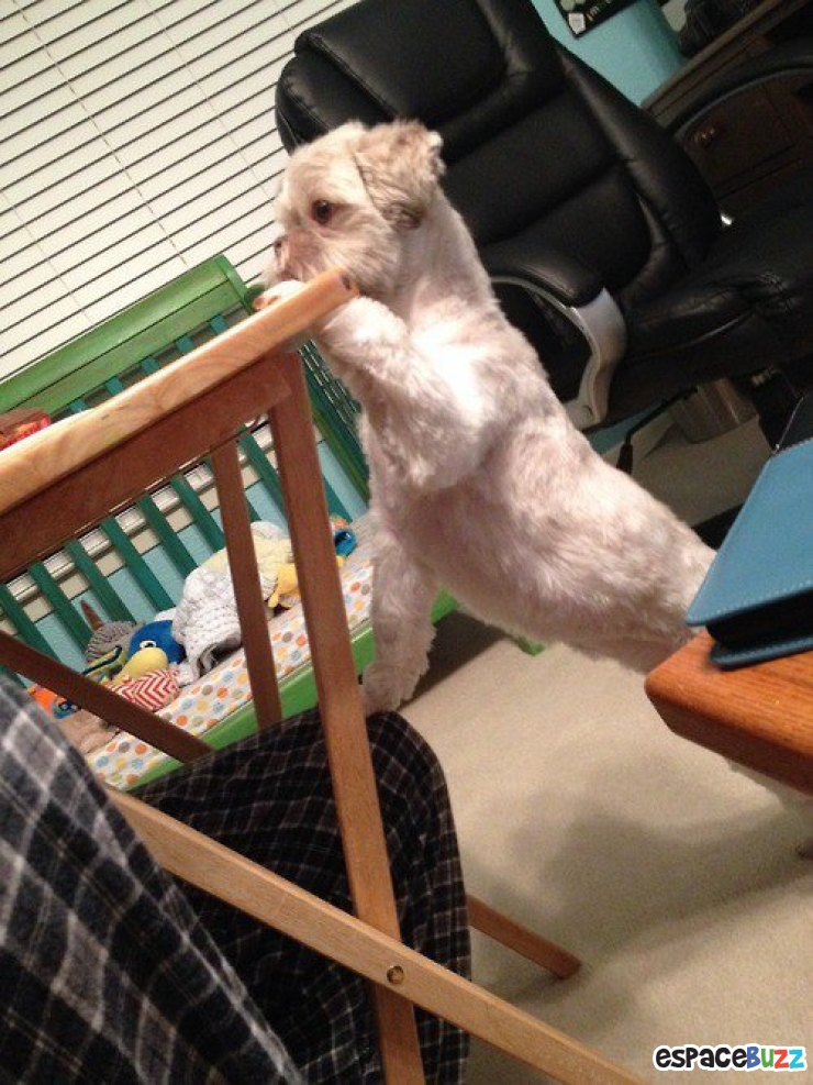 Illustration de l'article : 14 photos de chiens qui vous feront craquer