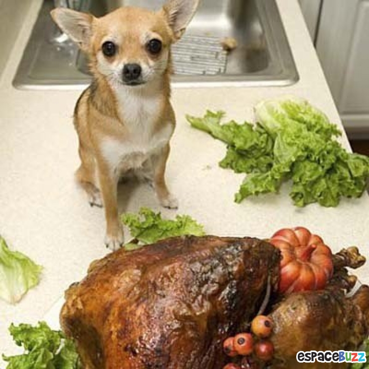 Illustration de l'article : 14 photos de chiens qui vous feront craquer