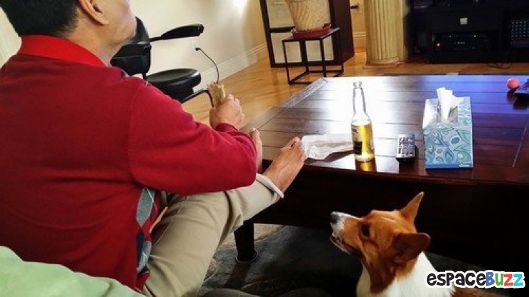 Illustration de l'article : 14 photos de chiens qui vous feront craquer